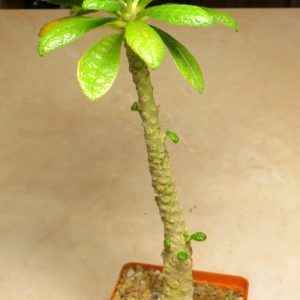 dorstenia gigas