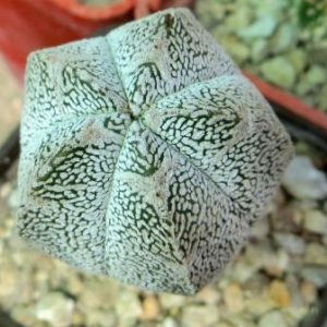 astrophytum onzuka v type
