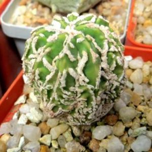 astrophytum fukuryu