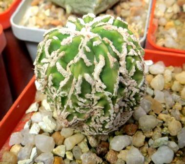 astrophytum fukuryu