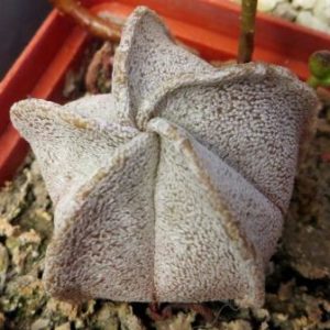 astrophytum coahuilense