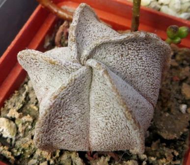 astrophytum coahuilense