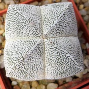 astrophytum myriostigma onzuka quadricostatum ball