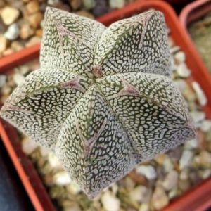 astrophytum onzuka v type