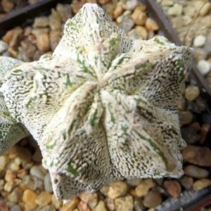 astrophytum myriostigma cv. onzuka fukuryu