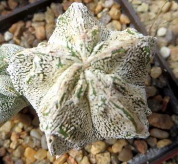 astrophytum myriostigma cv. onzuka fukuryu