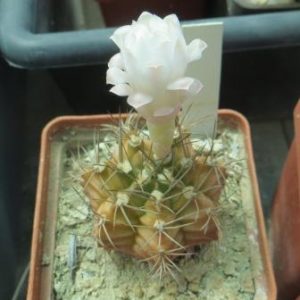 3155 gymnocalycium spec.LB 3811 Piltz