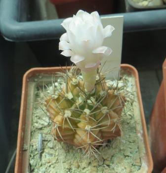 3155 gymnocalycium spec.LB 3811 Piltz