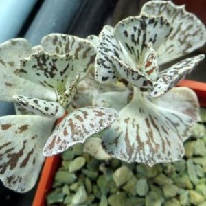 kalanchoe rhombopilosa