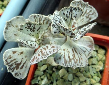 kalanchoe rhombopilosa