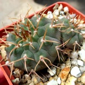 gymnocalycium ochoterenae v. varispinum