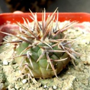 gymnocalycium ochoterenae v. varispinum