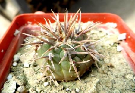 gymnocalycium ochoterenae v. varispinum