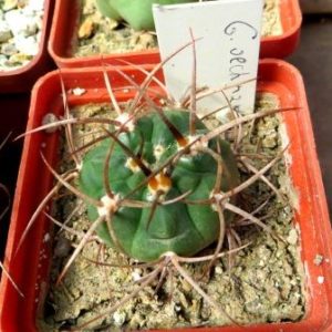 Gymnocalycium oenanthemum WR325 червона квітка