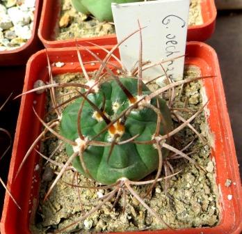Gymnocalycium oenanthemum WR325 червона квітка
