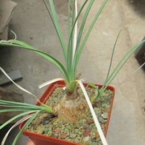 Calibanus hookeri