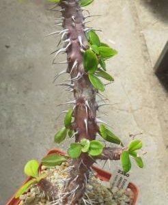 2360 euphorbia delphinense round leaf