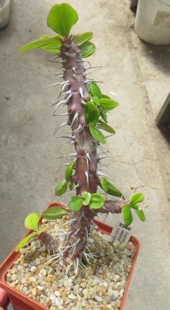 2360 euphorbia delphinense round leaf