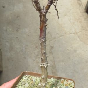 tylecodon sp