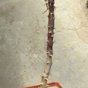 tylecodon sp.