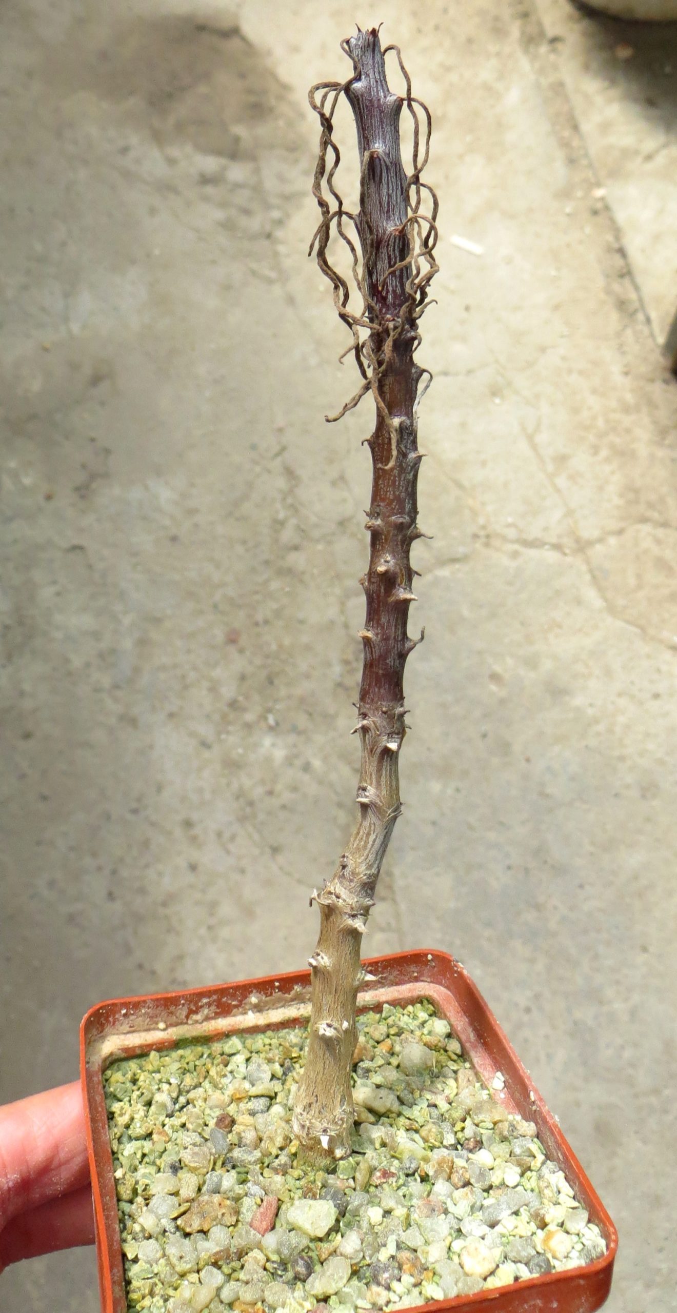 tylecodon sp.