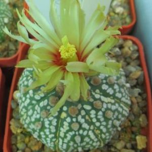 Astrophytum asterias cv Sunshowa