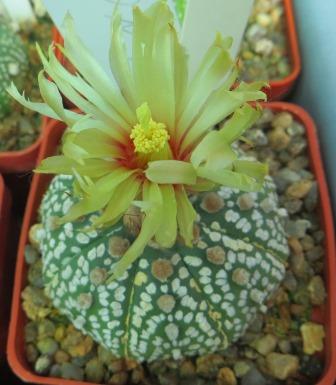 Astrophytum asterias cv Sunshowa