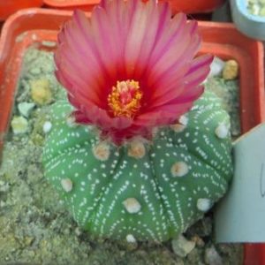 astrophytum akabana red
