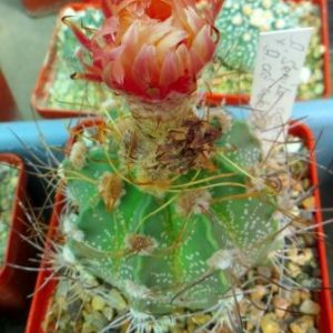 astrophytum senile aureum pink flowers кубик 8 см