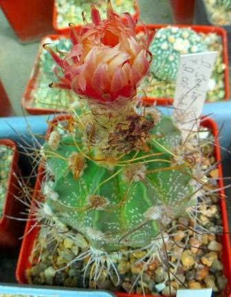 astrophytum senile aureum pink flowers кубик 8 см