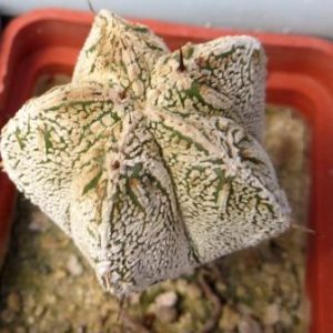 astrophytum myriostigma cv. onzuka fukuryu