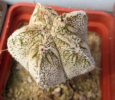 astrophytum myriostigma cv. onzuka fukuryu