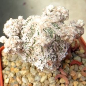 astrophytum myriostigma cv. onzuka monstrosa