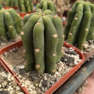 Trichocereus pachanoi