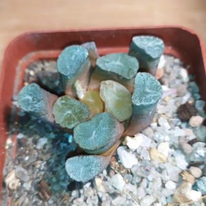 Haworthia maughanii MG 39.08