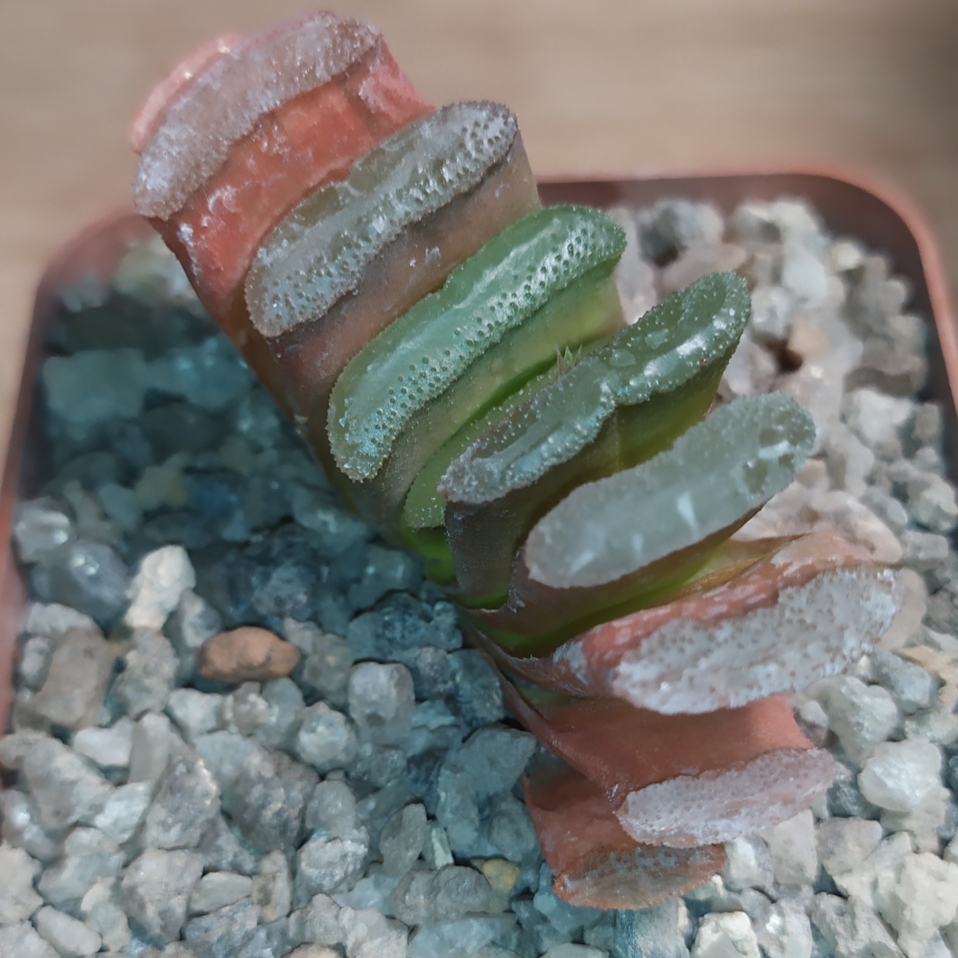 Haworthia truncata MG