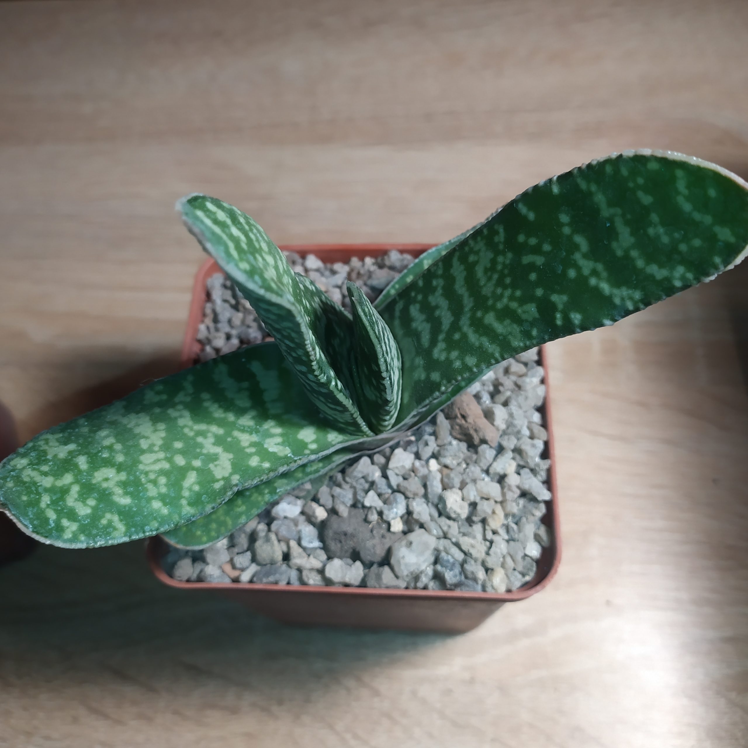 Gasteria pillansii