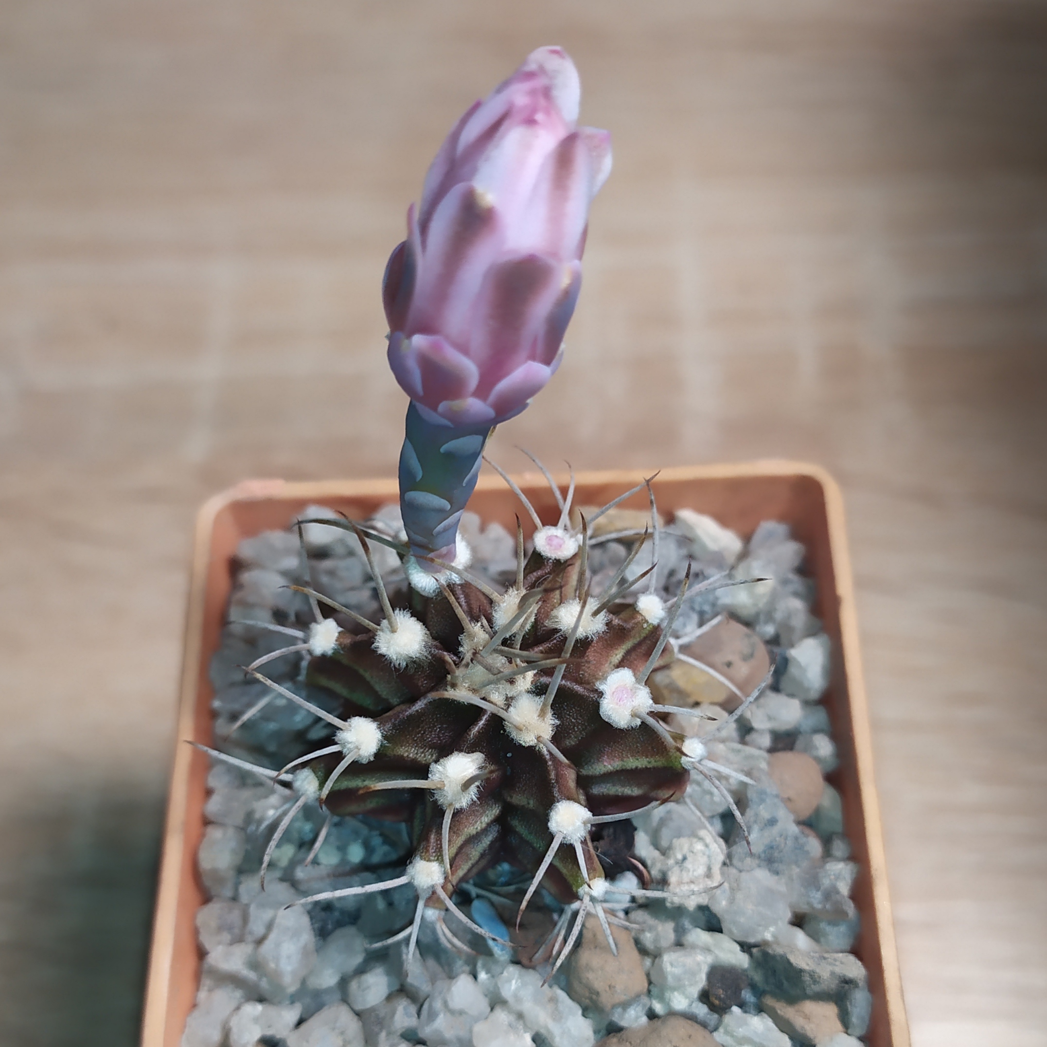Gymnocalycium friedrichii