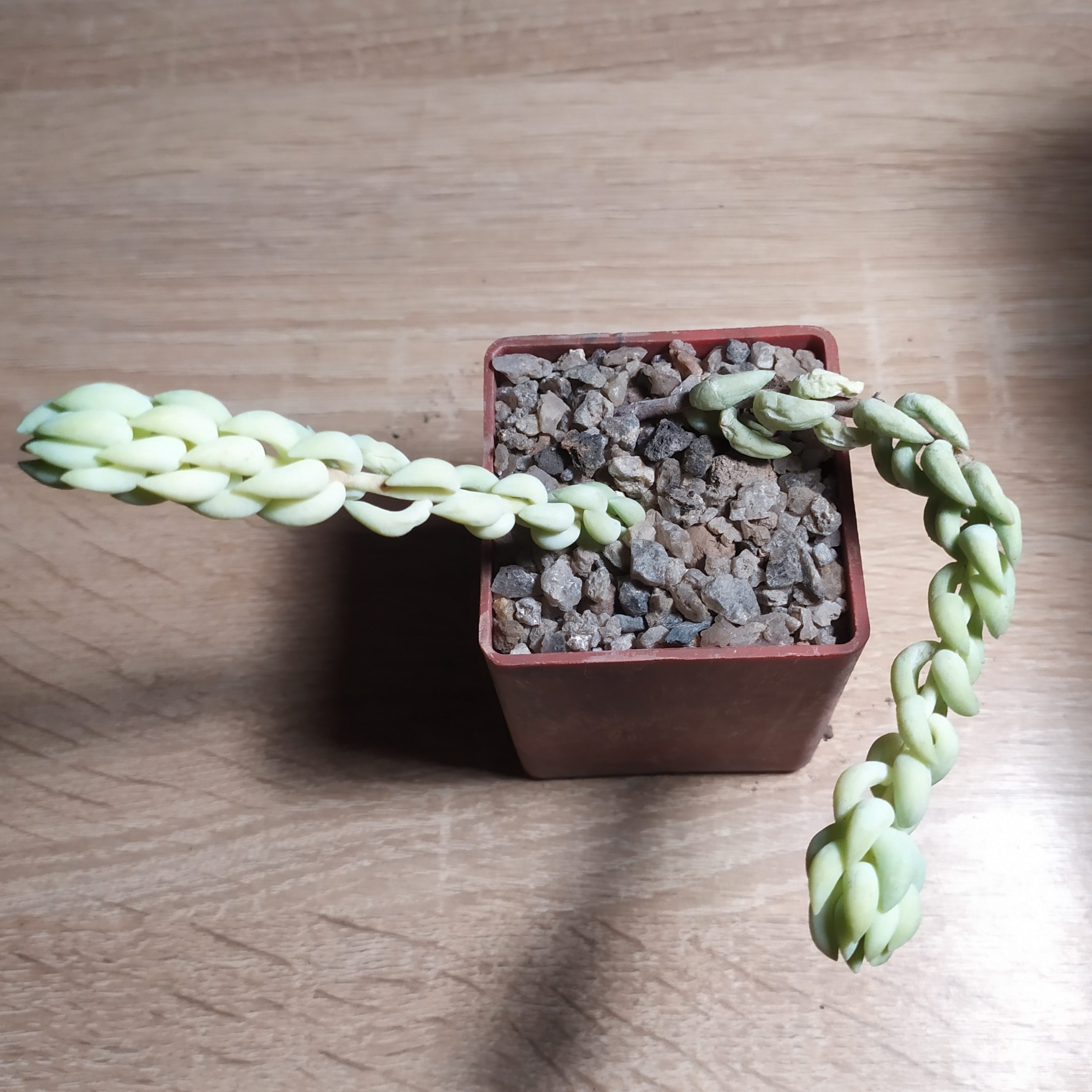 Sedum morganianum