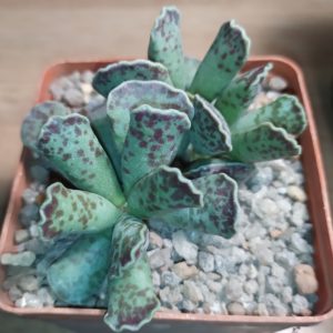 Adromischus cooperi