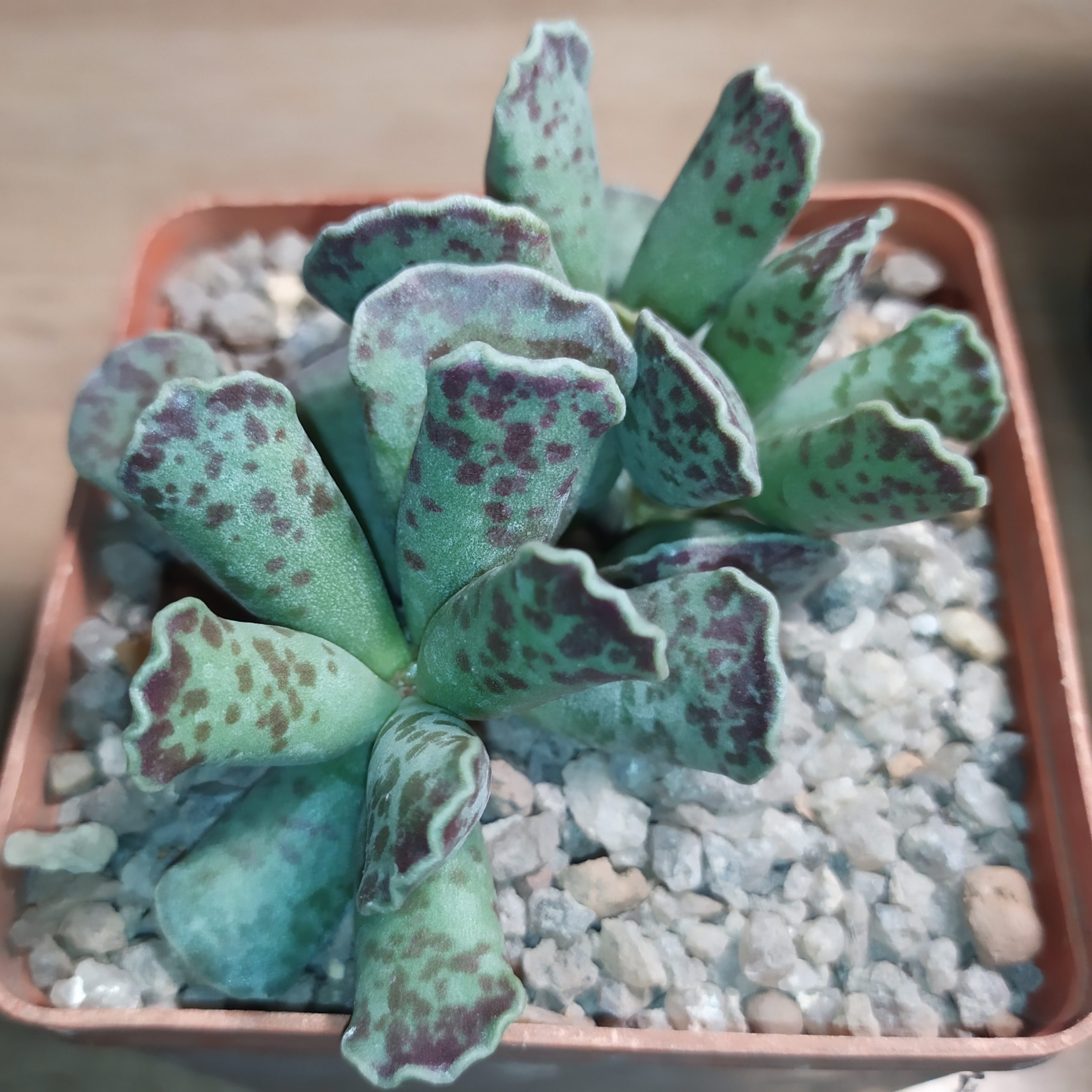 Adromischus cooperi