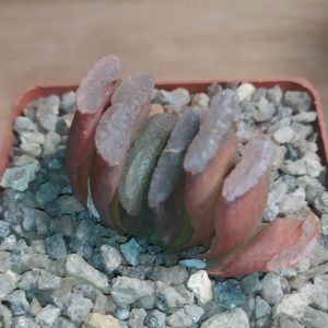 Haworthia truncata MG