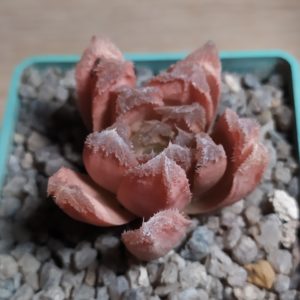 Haworthia hybrid maughanii x crystallina