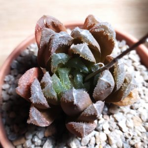 Haworthia hybrid maughanii x crystallina
