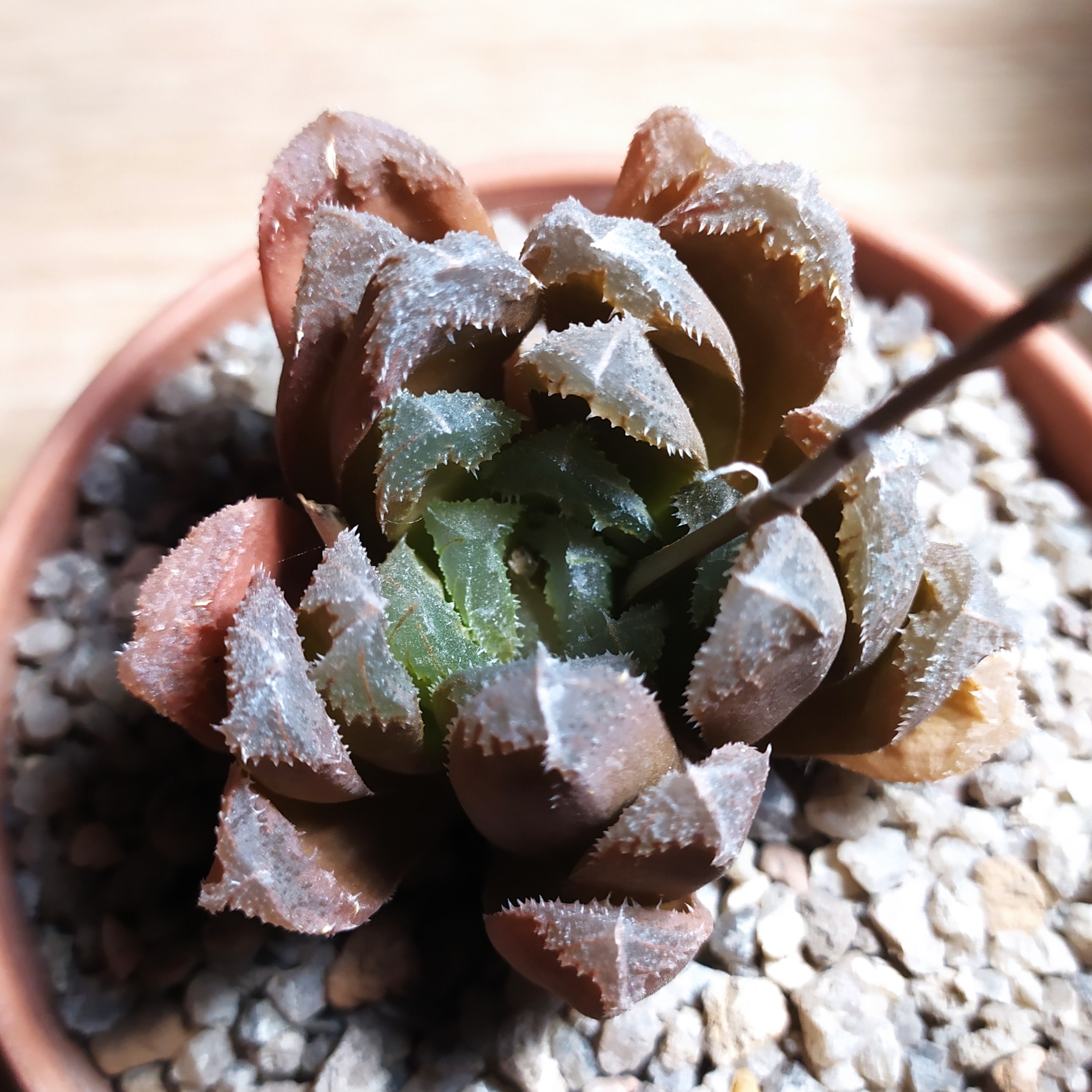 Haworthia hybrid maughanii x crystallina
