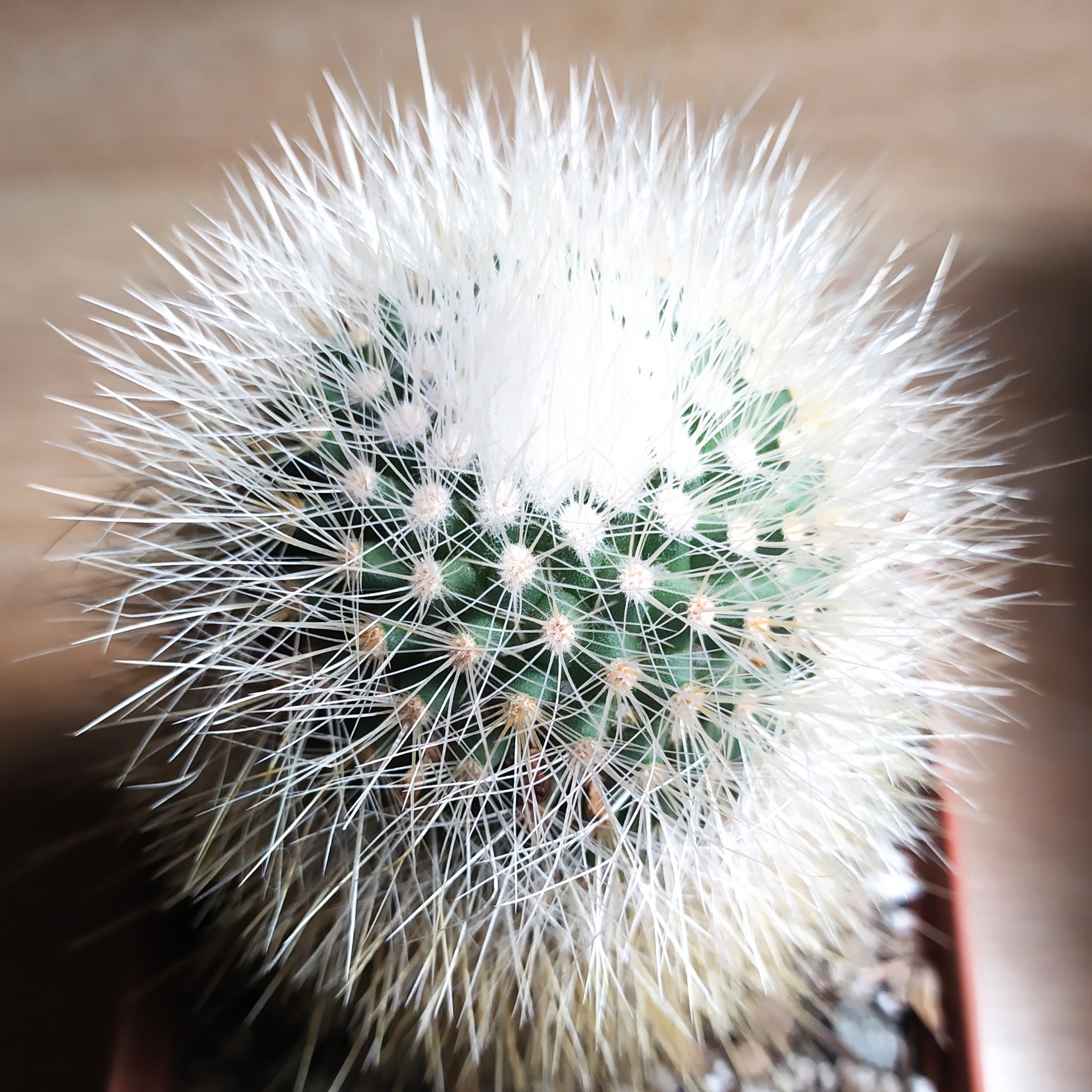 Mammillaria crassior MG
