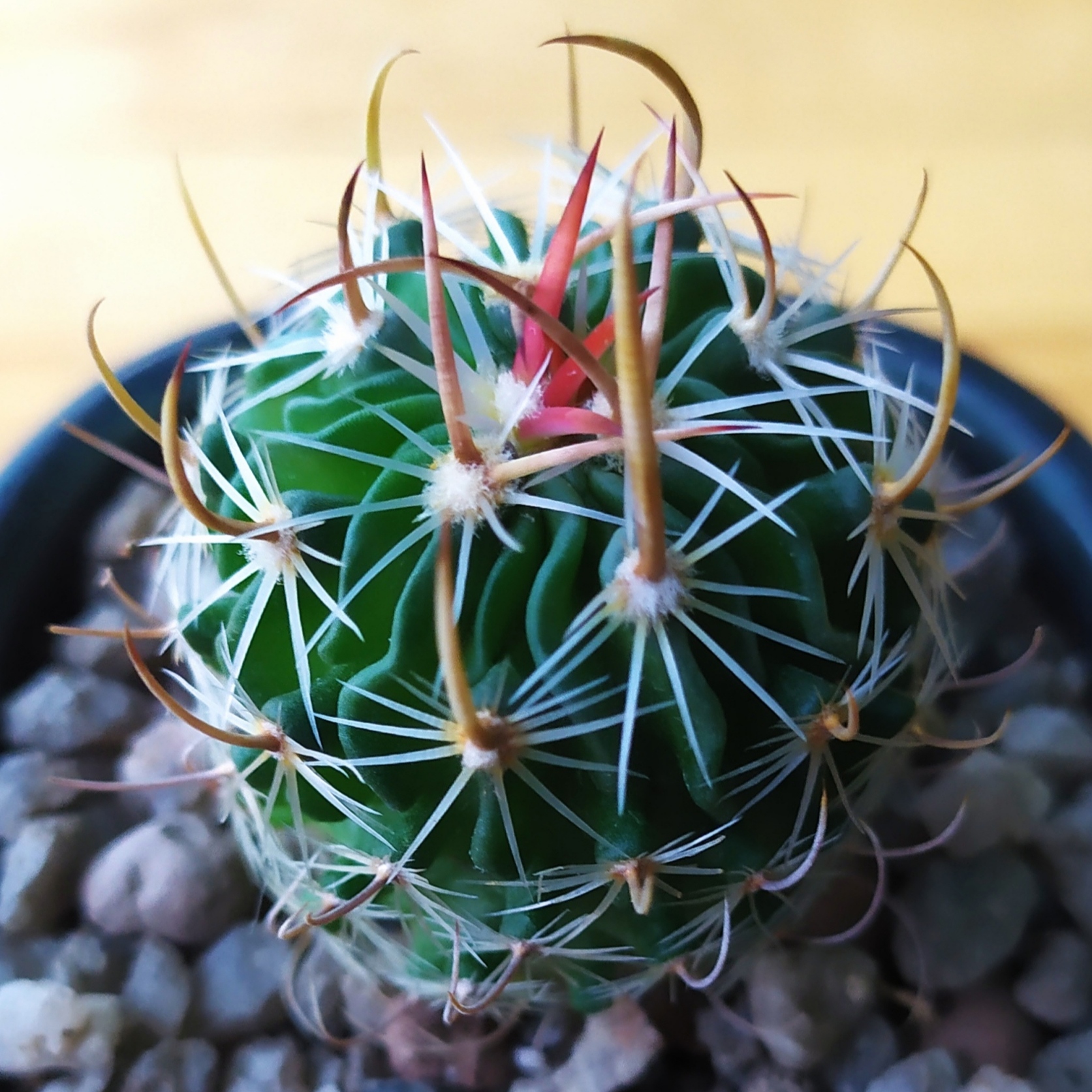 Echinofossulocactus lloydii