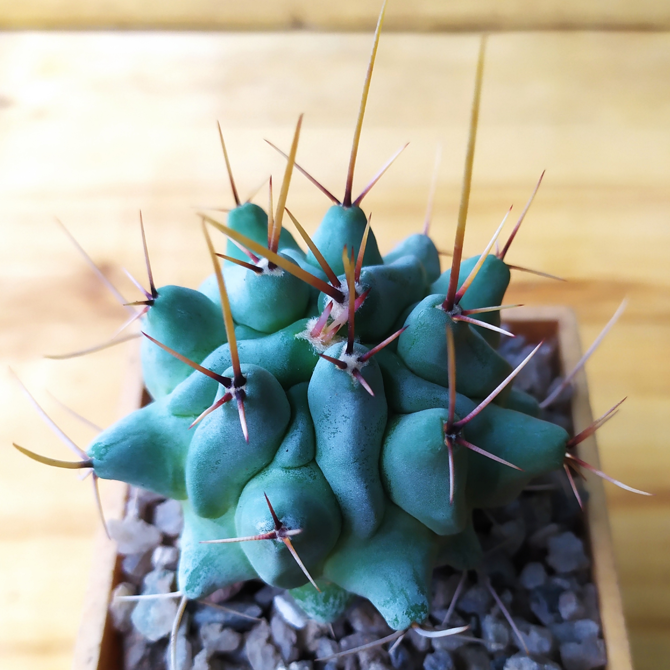 Thelocactus lophothele v. longispinus