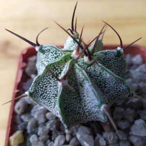 Astrophytum ornatum