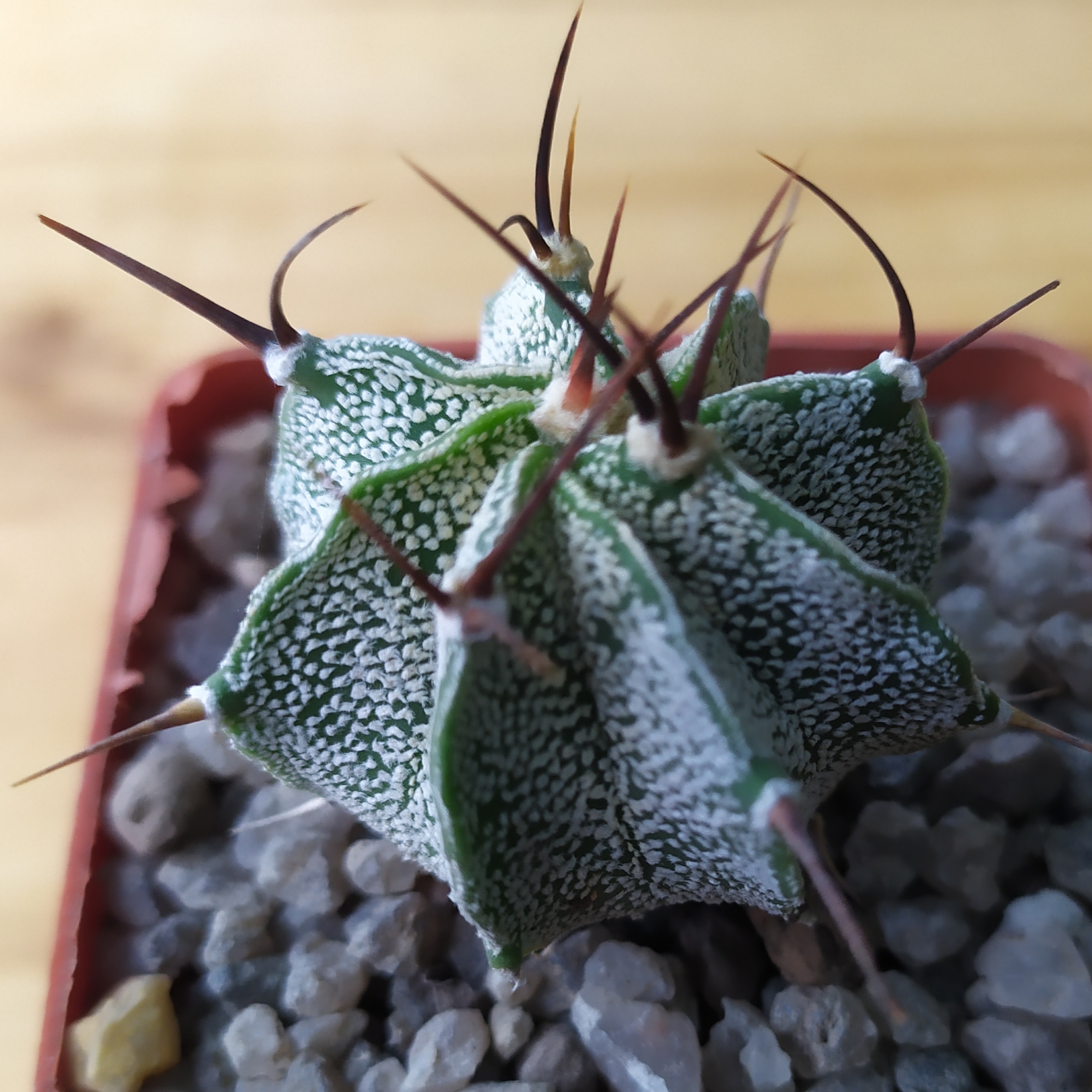 Astrophytum ornatum